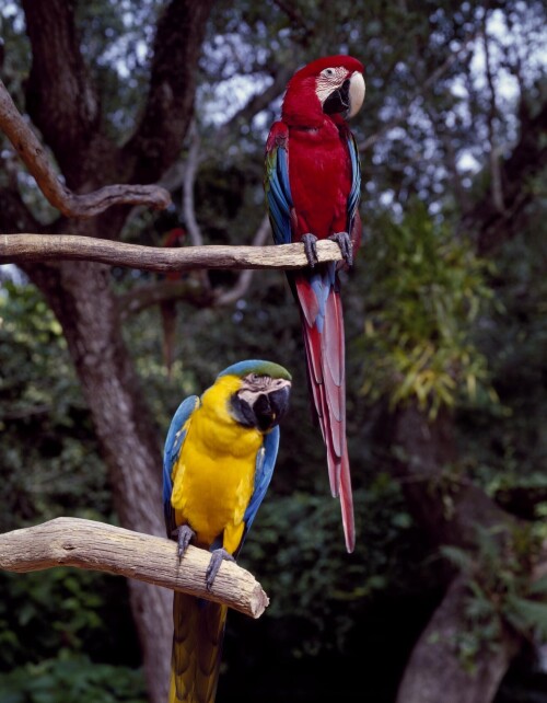 Parrot Jungle and Gardens, Miami, Florida