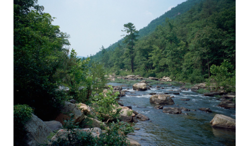 river in forest