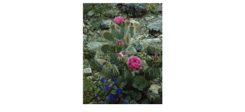 Desert-Botanical-Garden-in-Phoenix-Arizona.png