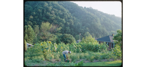 Man in Vegetable Garden