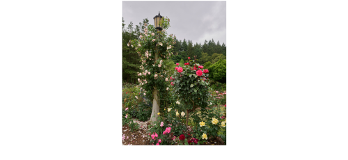 Roses on Light Pole