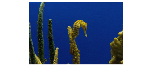 Seahorse at the Monteray Bay Aquarium