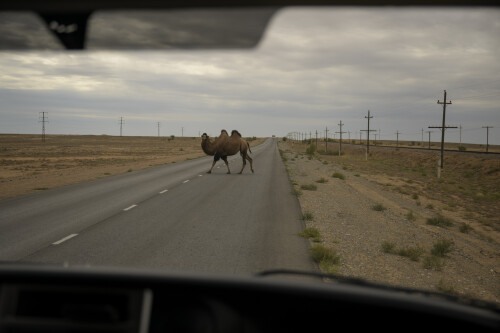 A camel crosses the road, Sunday, Sept. 8, 2024, at the Baikonur Cosmodrome in Kazakhstan. Roscosmos teams rolled out the Soyuz MS-26 rocket today in preparation for the launch of Expedition 72 crew members: NASA astronaut Don Pettit, Roscosmos cosmonauts Alexey Ovchinin, and Ivan Vagner, on September 11. Photo Credit: (NASA/Bill Ingalls)