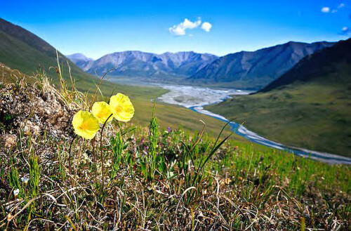 Arctic National Wildlife Refuge