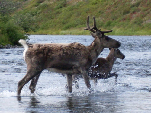 Caribou Crossing the River