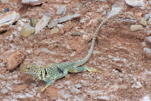 collared lizard