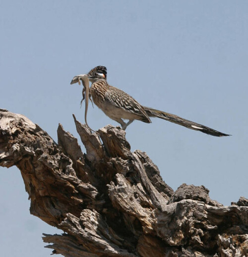 roadrunner with lizard