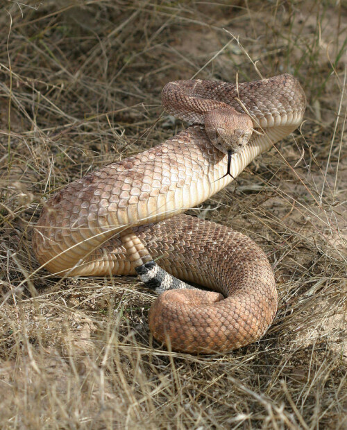 western rattlesnake