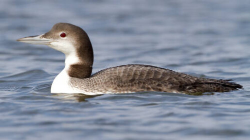 Common Loon