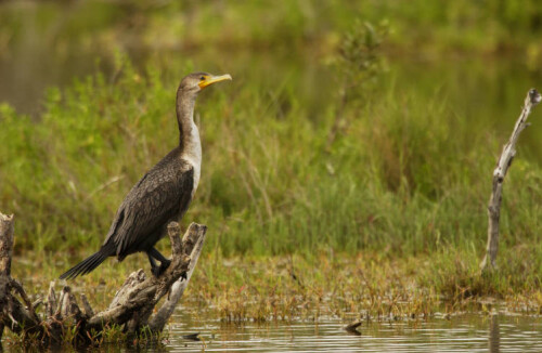 Double Crested Cormorant