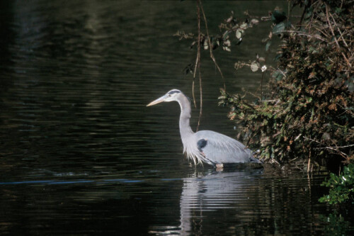 Great-Blue-Heron.jpg