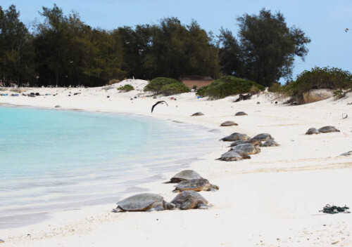 Green-Sea-Turtles-on-a-Beach.jpg