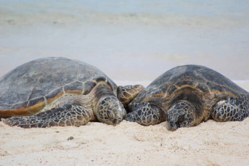 Green Sea Turtles