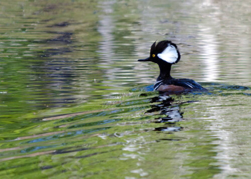 Hooded Merganser