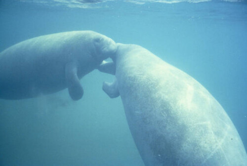 Manatees