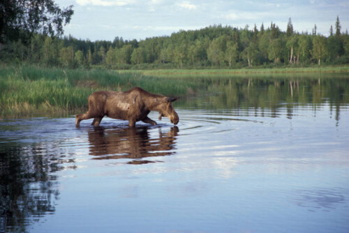 Moose-in-Lake.jpg