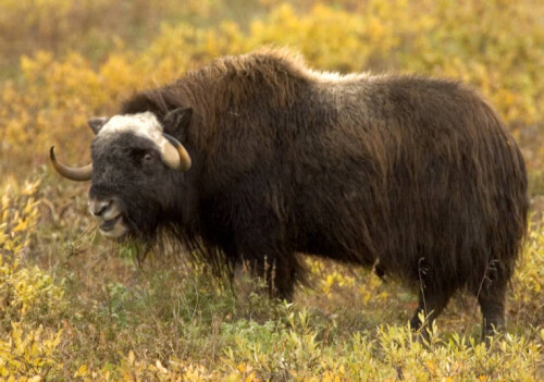 Muskox.jpg