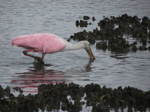 Roseate-Spoonbill.jpg