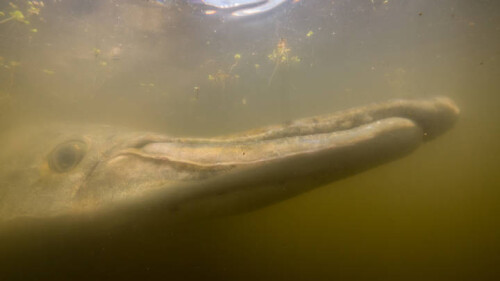 alligator gar