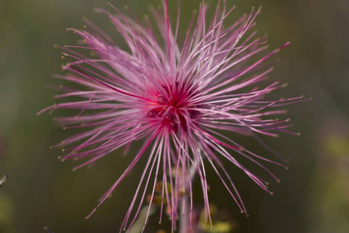 desert flower