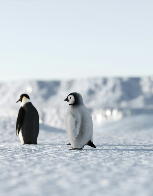 Fuzzy penguins on a walk