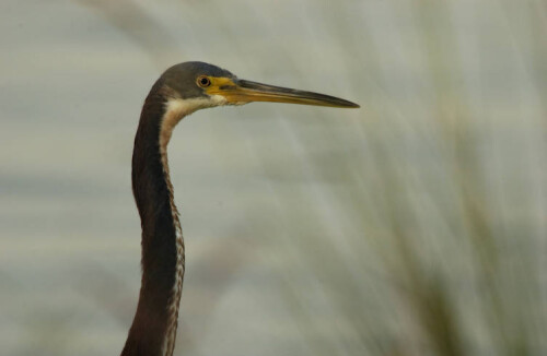 tricolored-heron.jpg