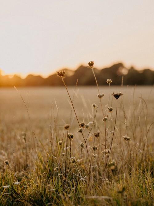 Field of Grass