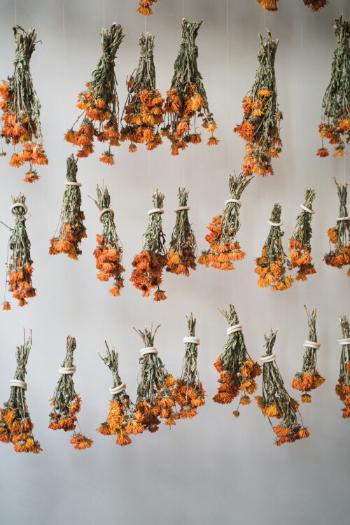 Drying Flowers