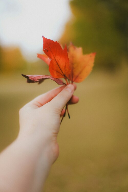 Fall Leaves