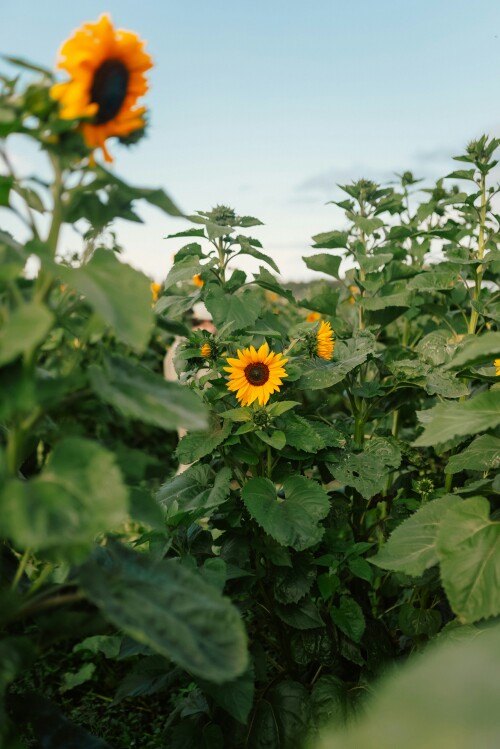 Sunflower Fields