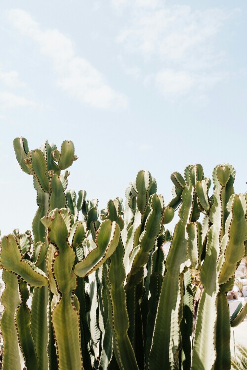 Cacti