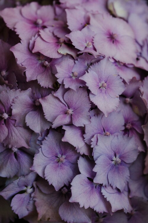 Purple flowers