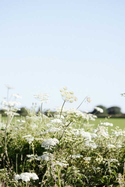 prairie flowers