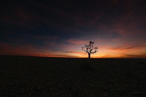 a joshua tree in the sunset