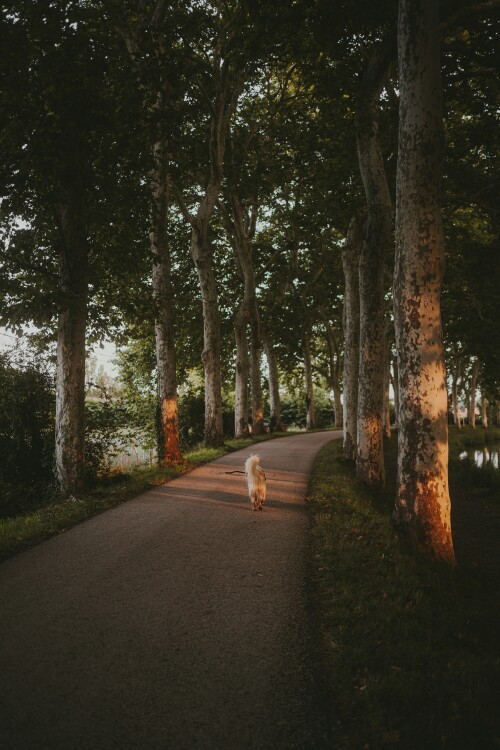 trotting through the trees